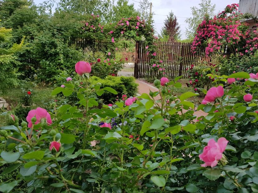  - 2020_Roze_Gradina Rozelor