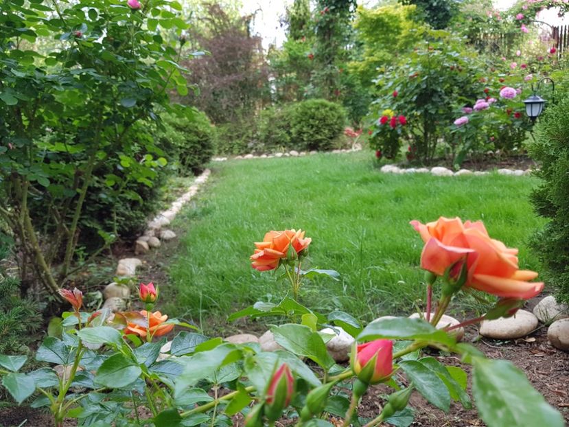 Aprikola - 2020_Roze_Gradina Rozelor