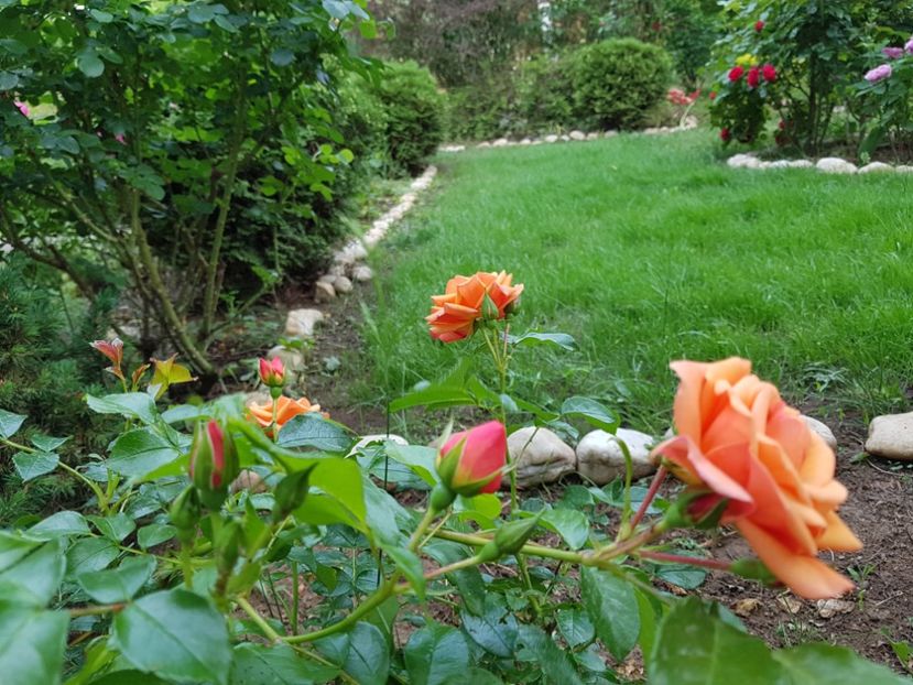  - 2020_Roze_Gradina Rozelor