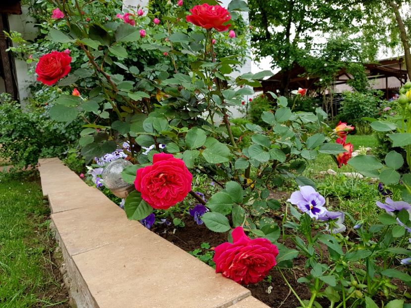 Lamie de jardin - 2020_Roze_Gradina Rozelor