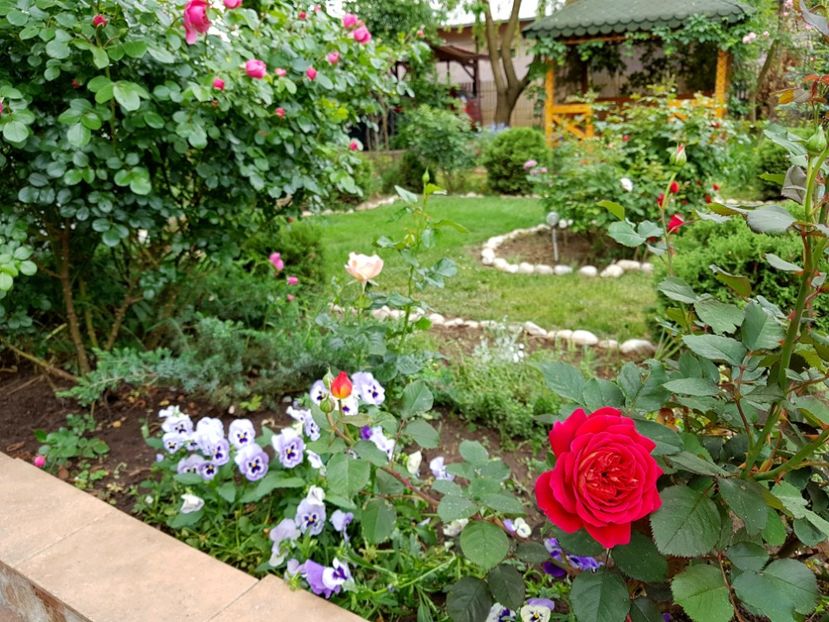 L,amie de jardin - 2020_Roze_Gradina Rozelor