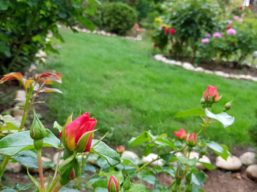  - 2020_Roze_Gradina Rozelor