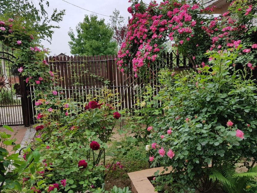  - 2020_Roze_Gradina Rozelor