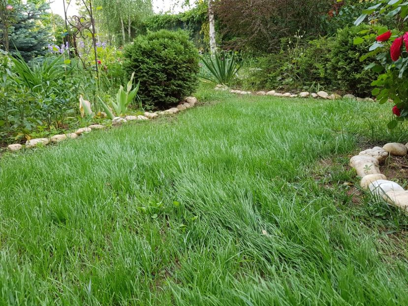  - 2020_Roze_Gradina Rozelor