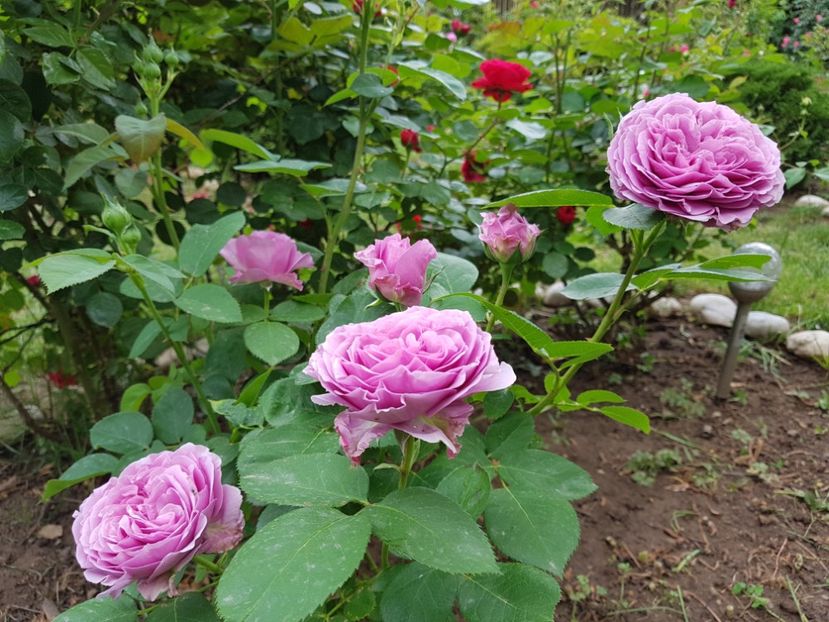 Lavander Ice - 2020_Roze_Gradina Rozelor