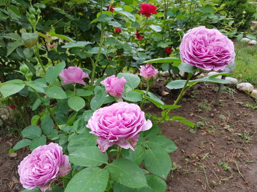  - 2020_Roze_Gradina Rozelor