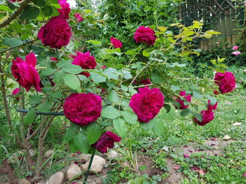 Munstead Wood - 2020_Roze_Gradina Rozelor