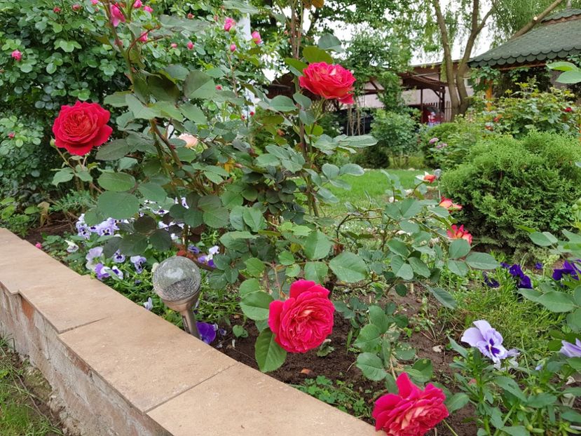 L,amie de jardin - 2020_Roze_Gradina Rozelor