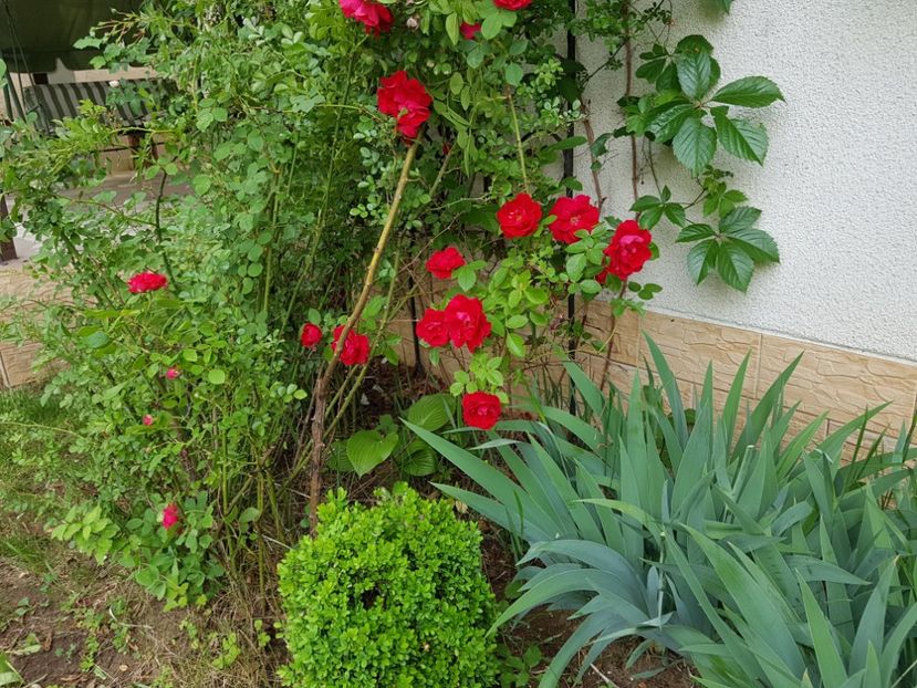Flammentantz - 2020_Roze_Gradina Rozelor