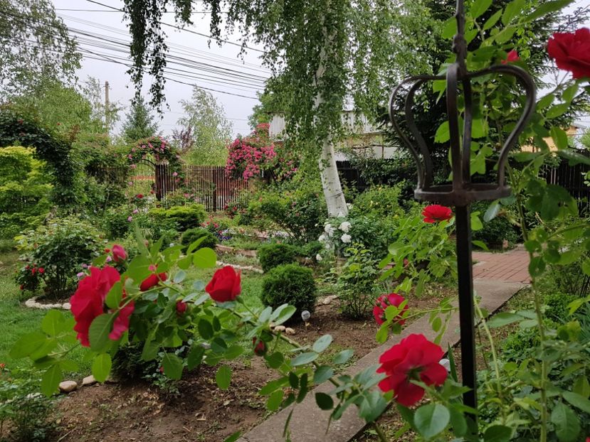 - 2020_Roze_Gradina Rozelor