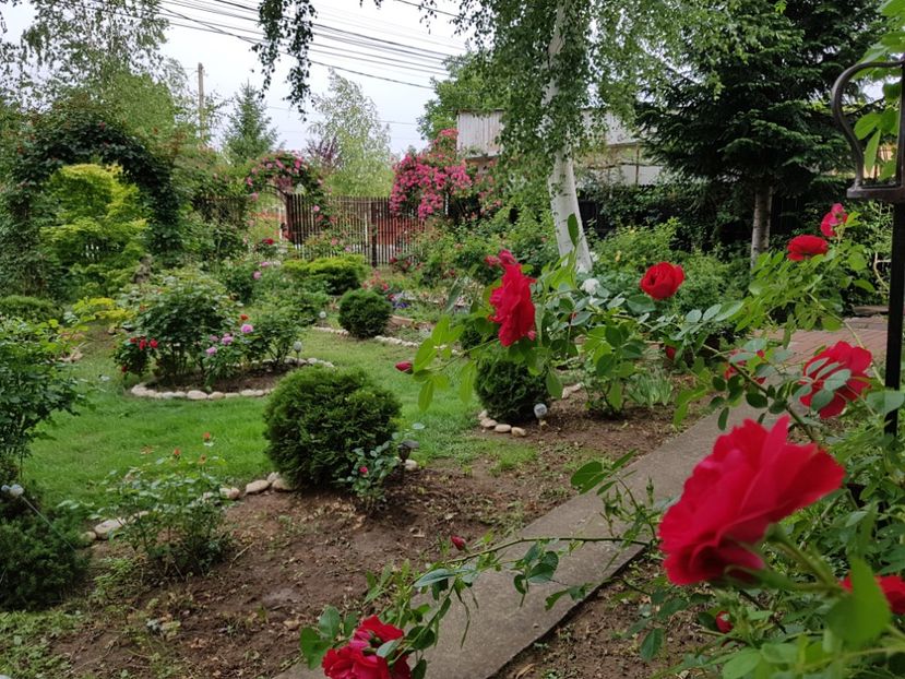  - 2020_Roze_Gradina Rozelor