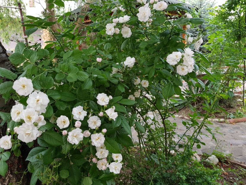 Perenial Blush - 2020_Roze_Gradina Rozelor