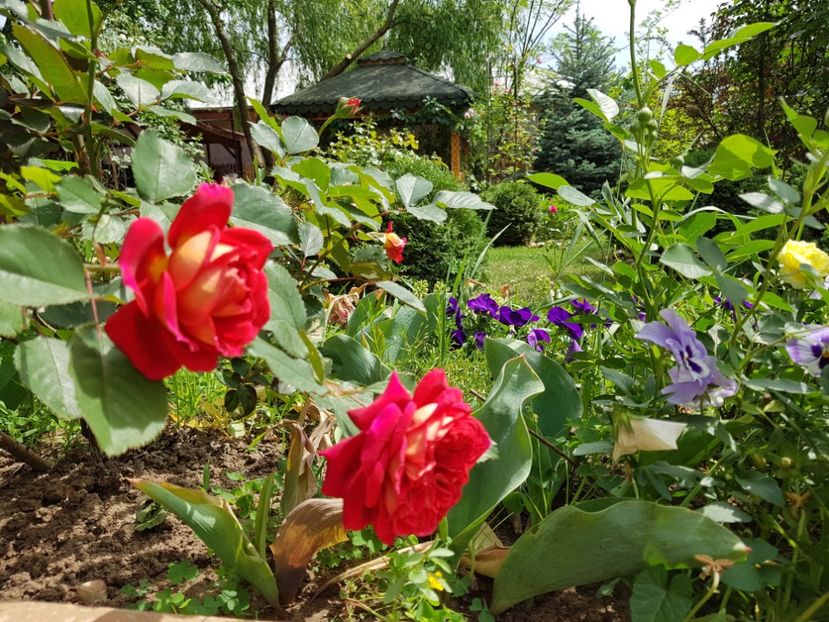 L'Amie de jardin - 2020_Roze_Gradina Rozelor