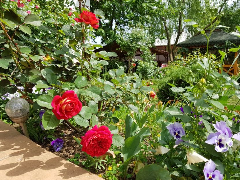  - 2020_Roze_Gradina Rozelor