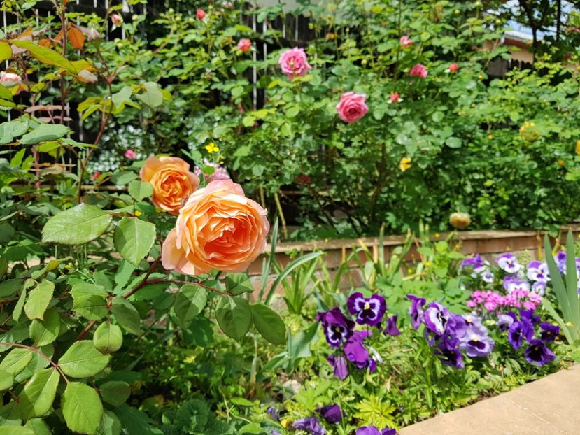  - 2020_Roze_Gradina Rozelor