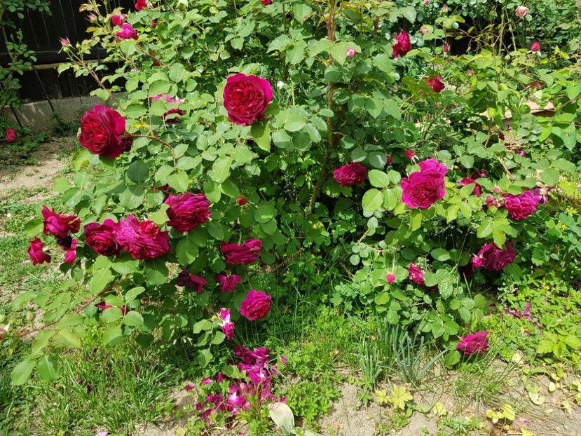  - 2020_Roze_Gradina Rozelor
