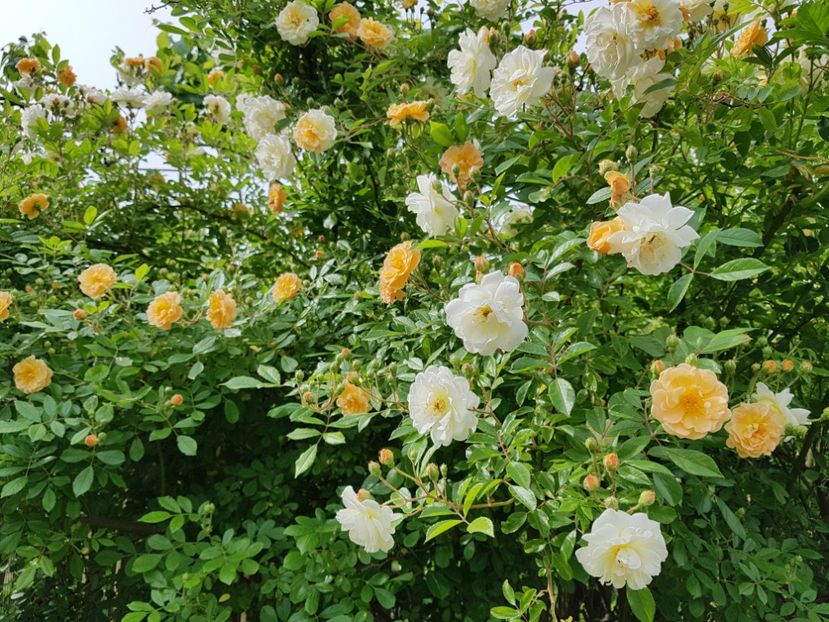  - 2020_Roze_Gradina Rozelor
