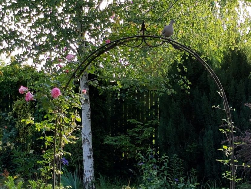  - 2020_Roze_Gradina Rozelor