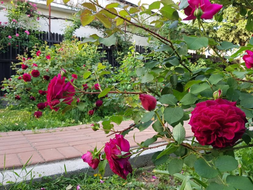  - 2020_Roze_Gradina Rozelor