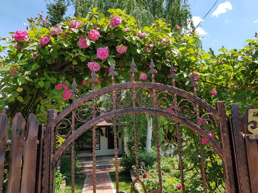  - 2020_Roze_Gradina Rozelor