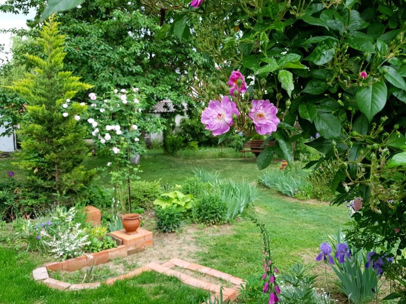 Veilchenblau - 2020 Aprilie_Proiectul Cetatuia