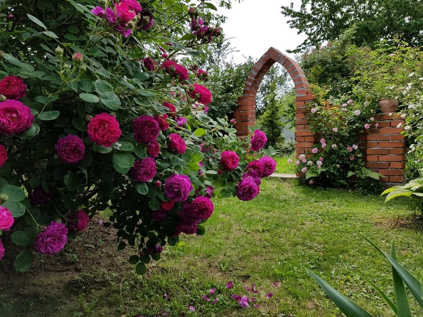 Gypsy Boy - 2020 Aprilie_Proiectul Cetatuia