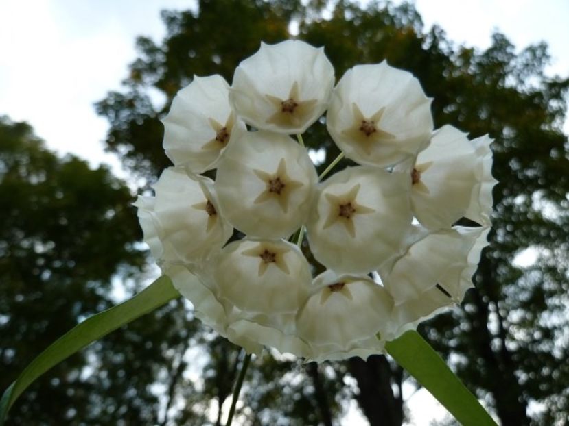 Hoya campanulata - Cautari