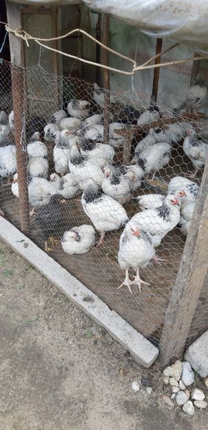  - Pui sussex si playmout rock barat 2020