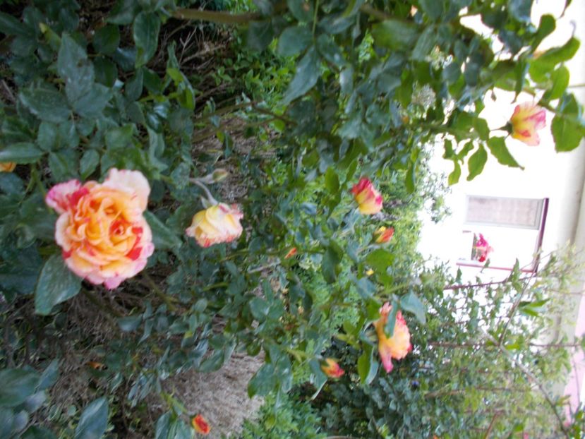  - Trandafiri si peisaje 2020