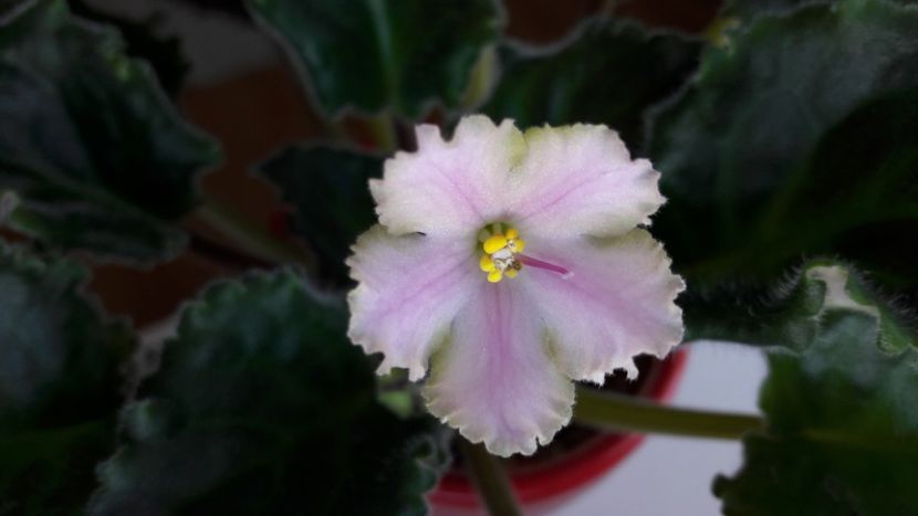  - Ajohns Spinning Bells