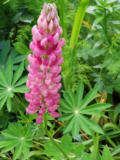 Lupin - Mai 2020