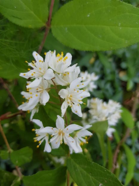 Deutzia - Mai 2020
