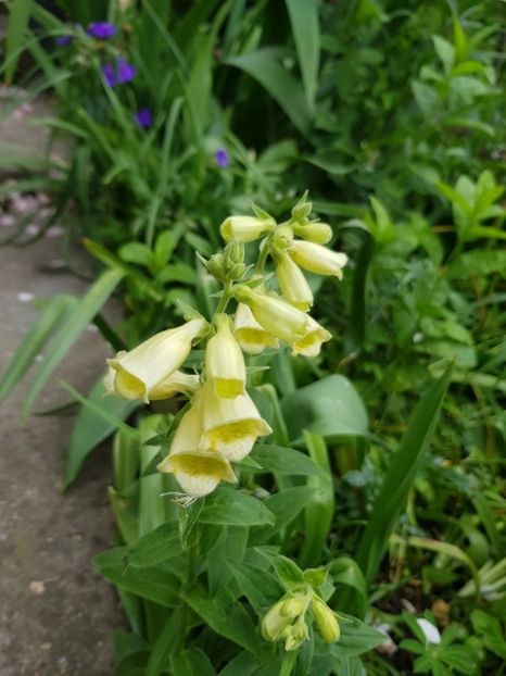 Digitalis - Mai 2020