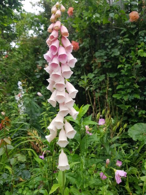 Digitalis - Mai 2020