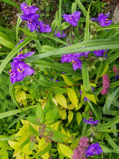 Trandescantia - Mai 2020