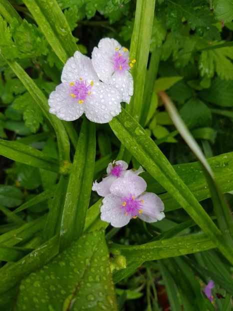 Trandescantia - Mai 2020