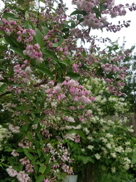 Deutzia - Mai 2020