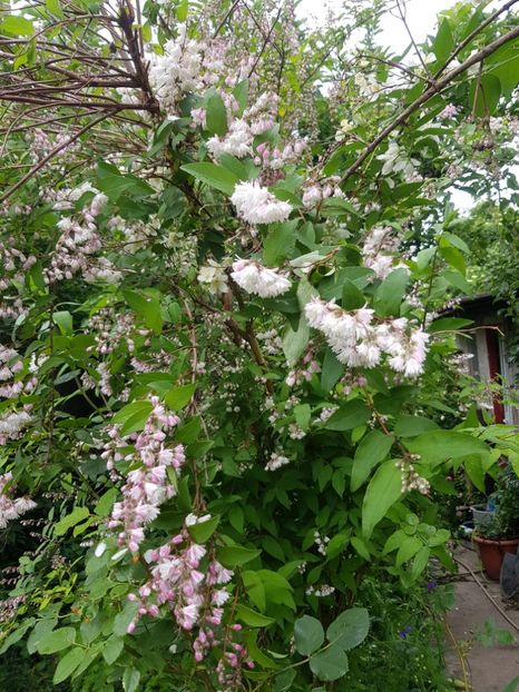 Deutzia - Mai 2020