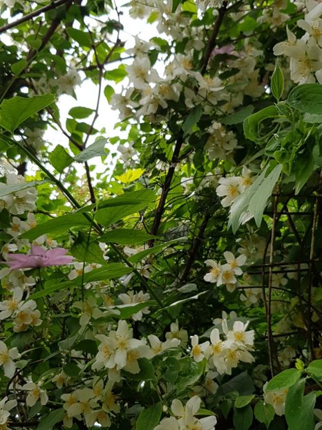 Iasomie fără parfum - Mai 2020