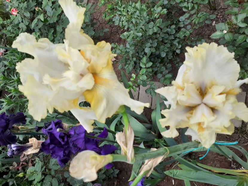 IMG-20200522-WA0041 - 2020