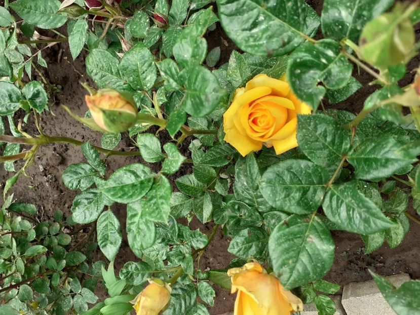 IMG-20200522-WA0036 - 2020