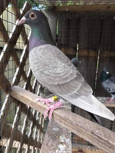  - NU AMI APARTIN 2020