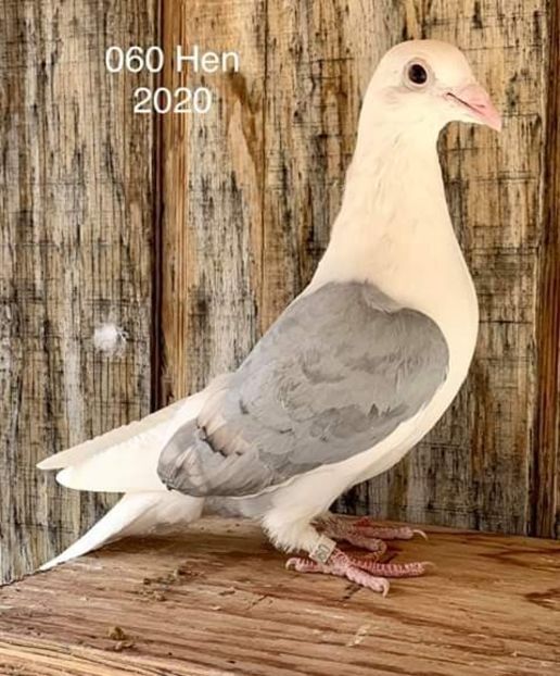  - NU AMI APARTIN 2020