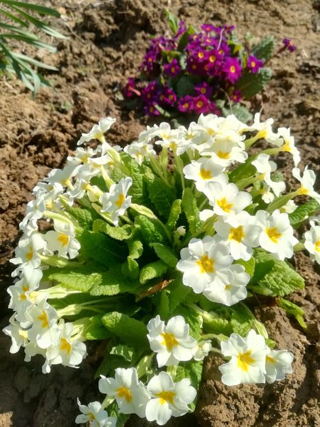  - Bujori și alte floricele