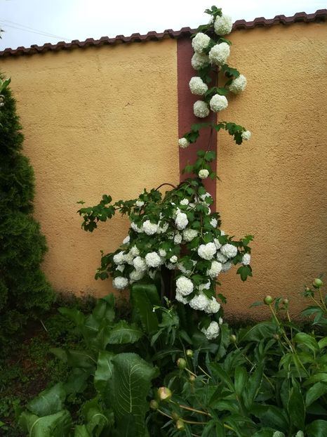  - Bujori și alte floricele