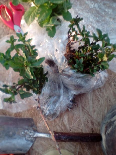 IMG-20200521-WA0000 - w Produse livrate