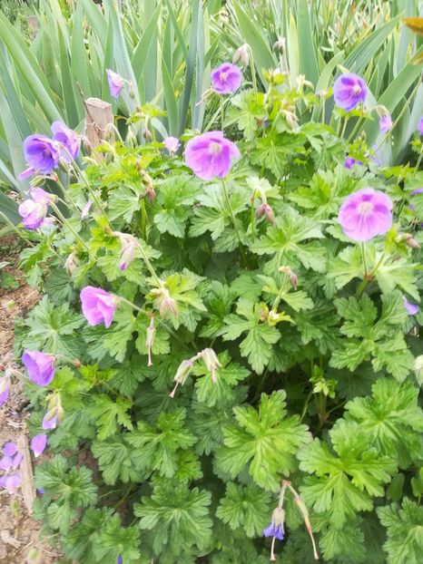  - Bujori și alte floricele