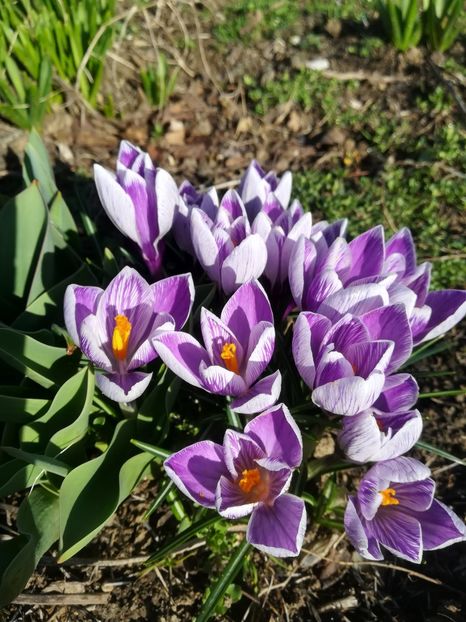  - Bujori și alte floricele