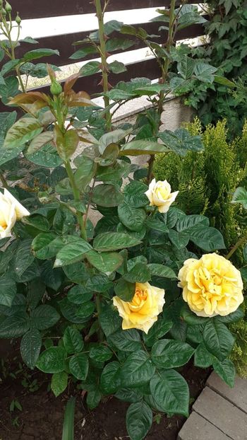 IMG-20200522-WA0050 - 2020