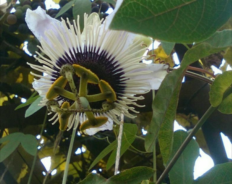 panda - Passiflore 2019